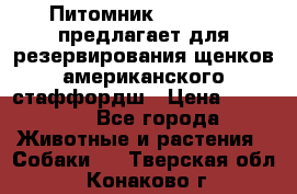 Питомник KURAT GRAD предлагает для резервирования щенков американского стаффордш › Цена ­ 25 000 - Все города Животные и растения » Собаки   . Тверская обл.,Конаково г.